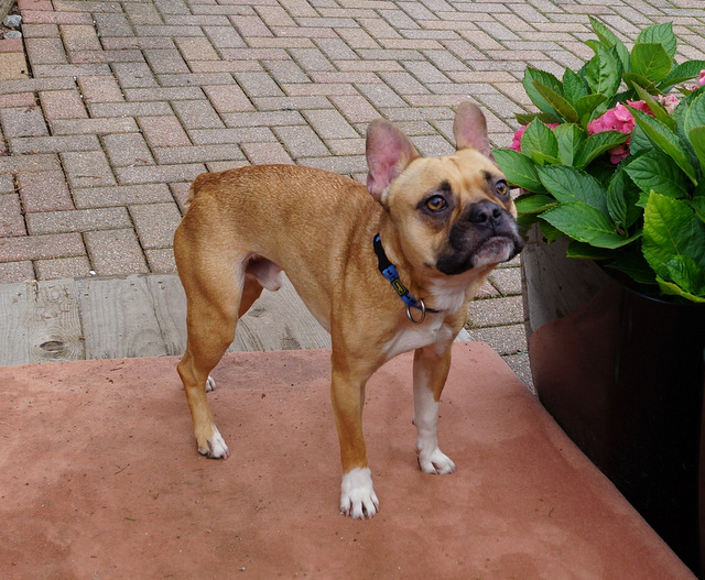 tier selb 1119 milow