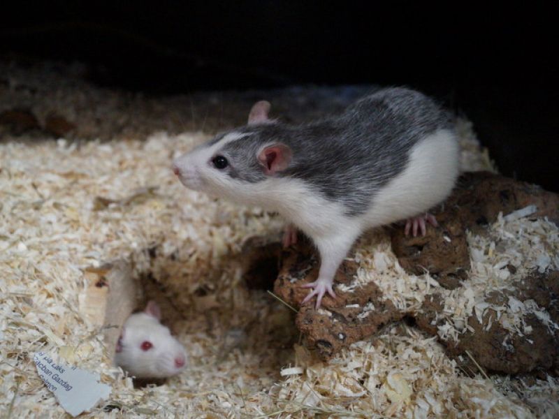 tier selb 0421 ratten