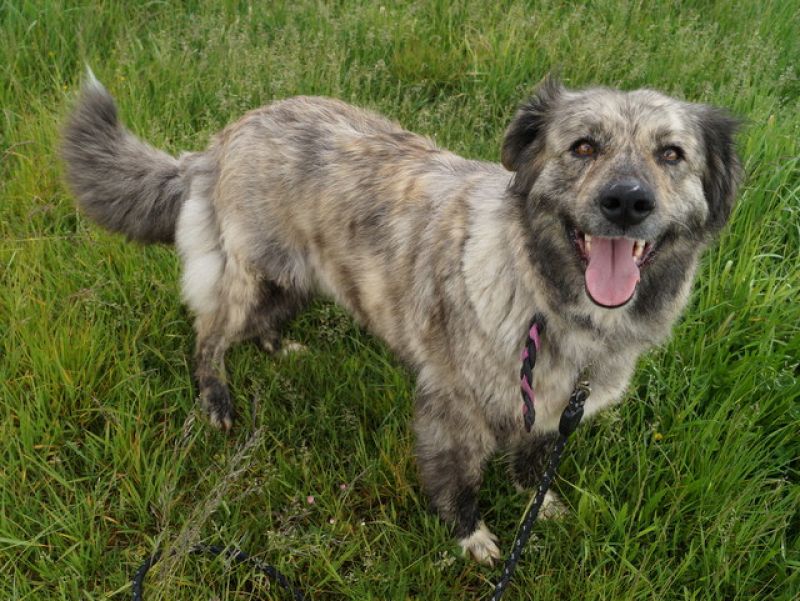tier selb 0720 josie