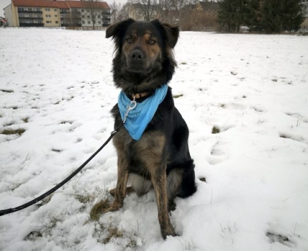 tier selb 0222 klara