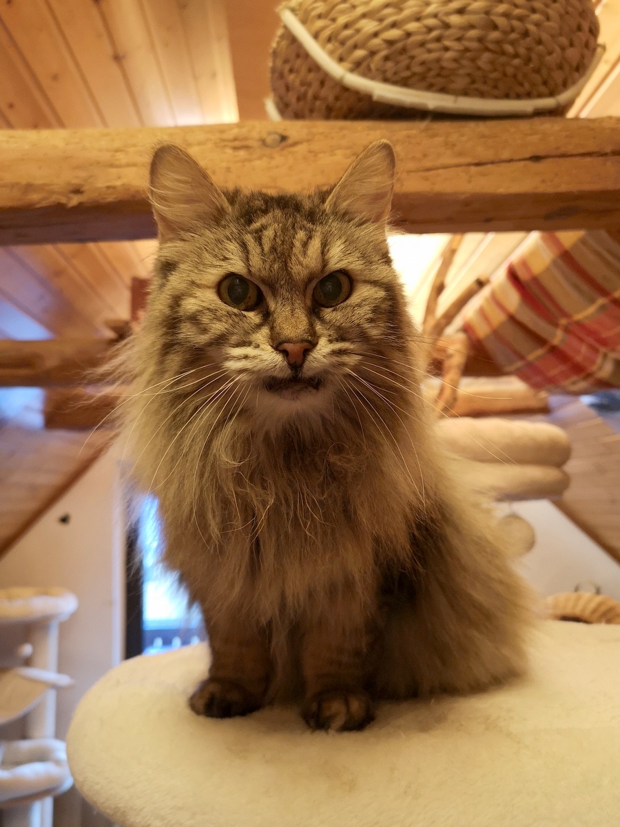 tier selb 0323 missy